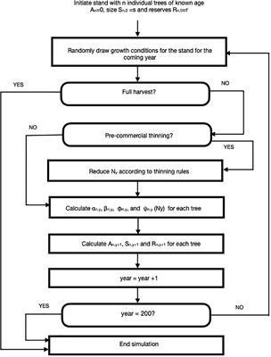 Tree adaptive growth (TAG) model: a life-history theory-based analytical model for post-thinning forest stand dynamics